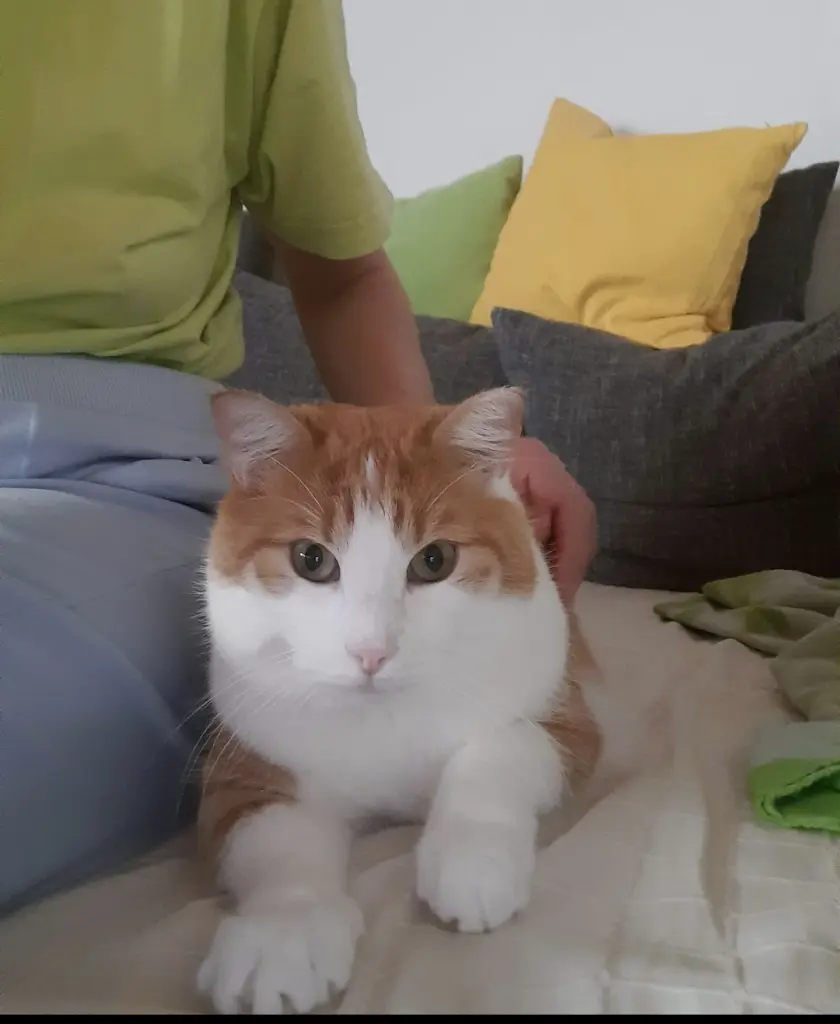 Condolence image of ❤️Paulis 2. Sternchengeburtstag ❤️