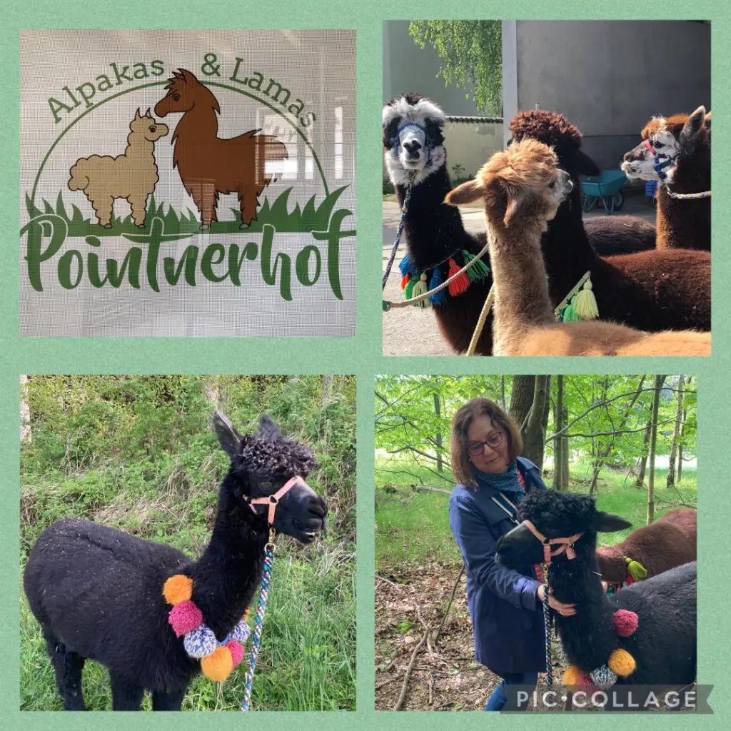 Condolence image of Eine Rose wie deine Nase für dich, Pauli