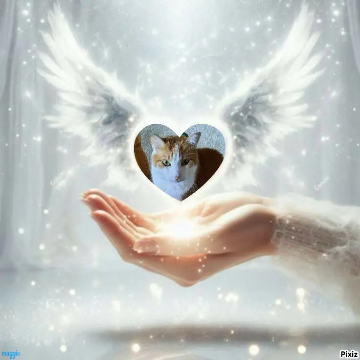 Condolence image of Tanja mit Timmy im Herzen 