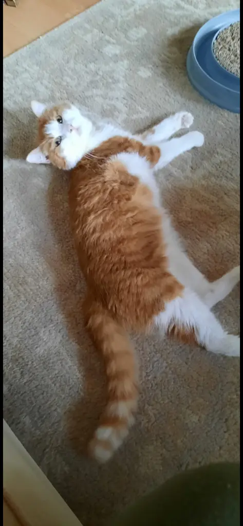 Condolence image of ❤️119 Wo❤️Deine Mutti und deine Oma ❤️ 