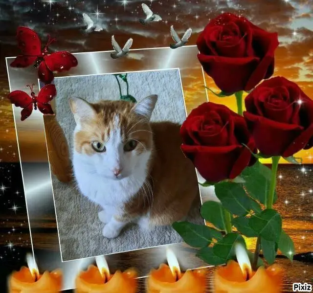 Andachtsbild von Tanja mit Timmy im ❤