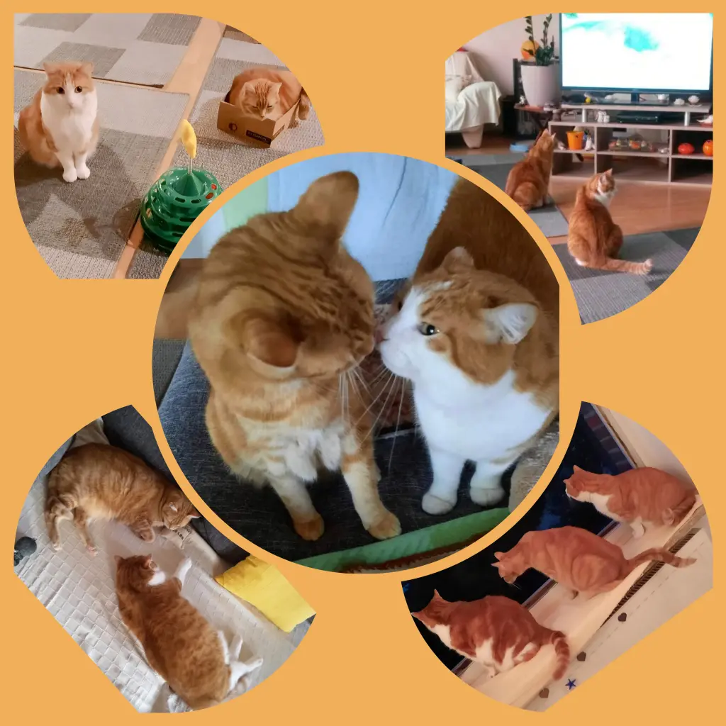 Condolence image of ❤️136 Wo❤️Deine Mutti und deine Oma ❤️