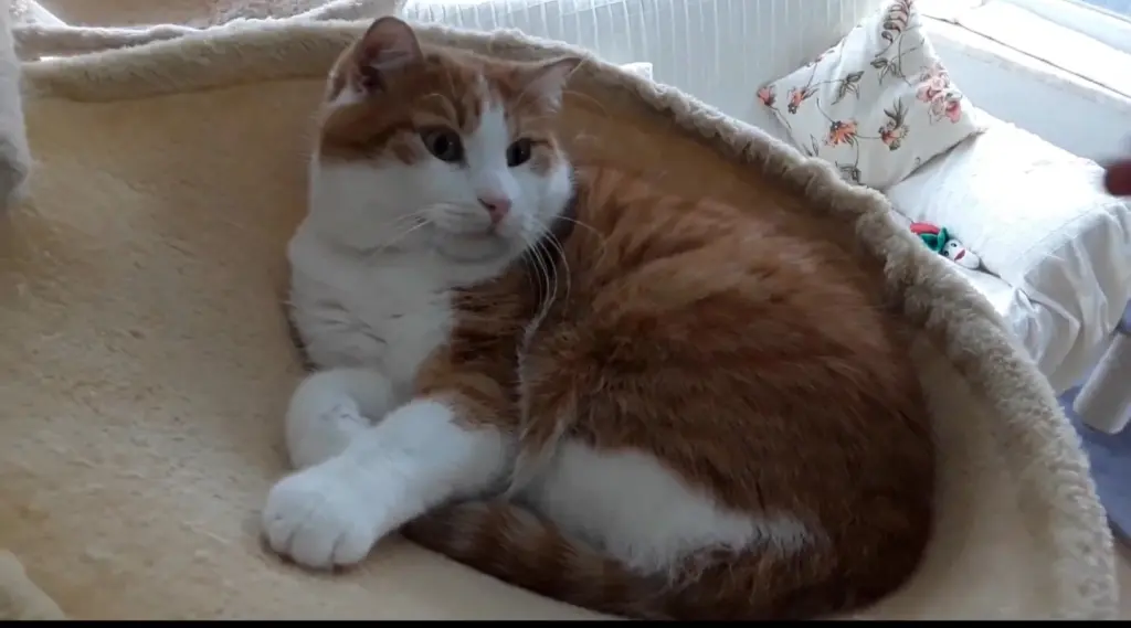 Andachtsbild von ❤️146 Wo❤️1000 Röschen ❤️