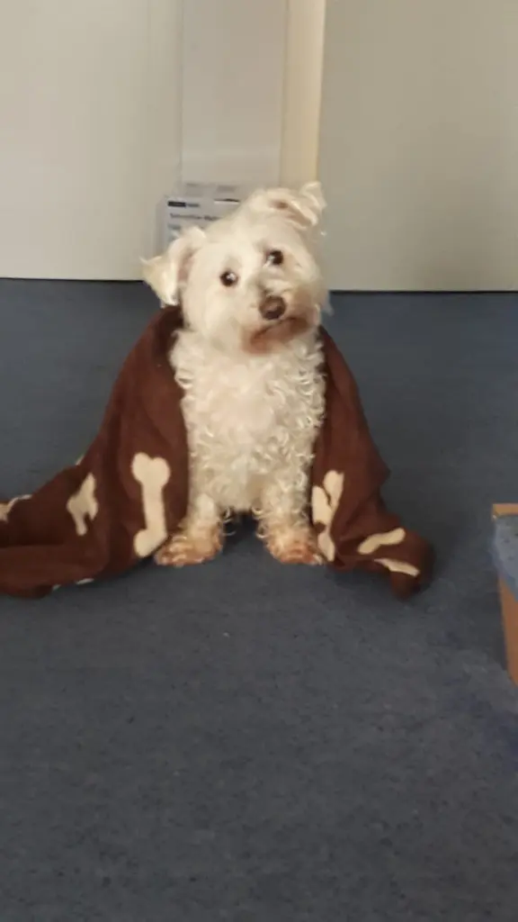 Condolence image of Martina mit Seelenhund Samy ♥️⭐♥️ für immer im Herzen