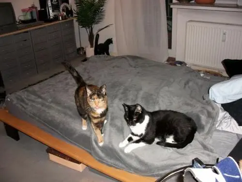 Image from Lucy + Felix