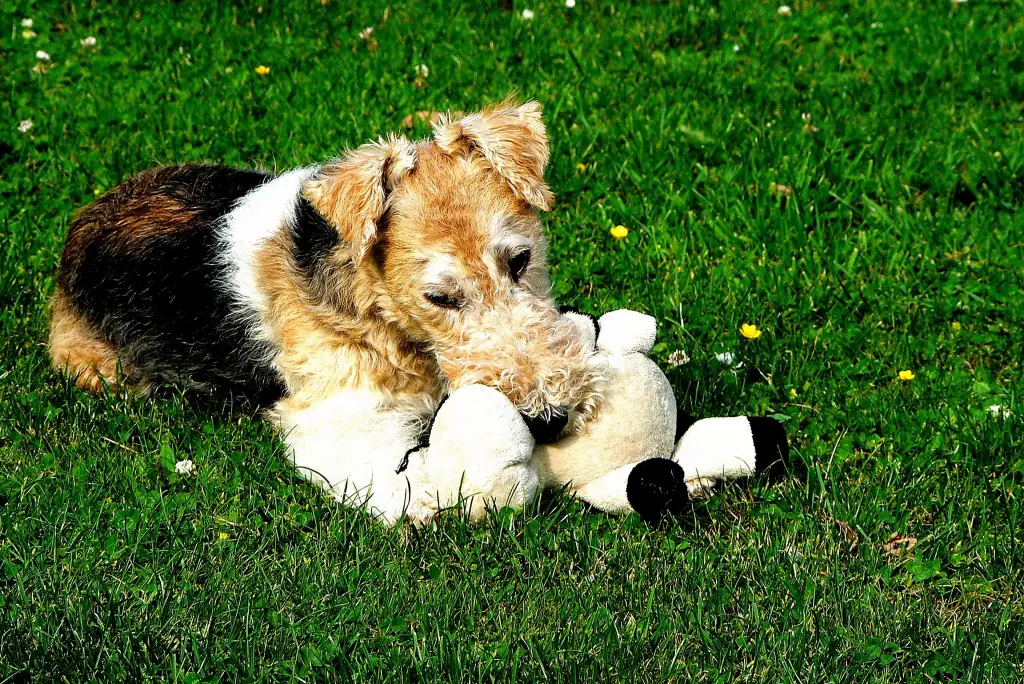 Condolence image of Dein Frauchen