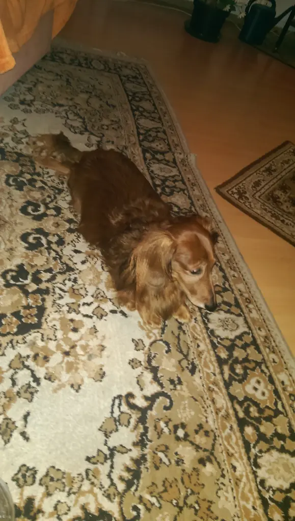 Image from Sammy 