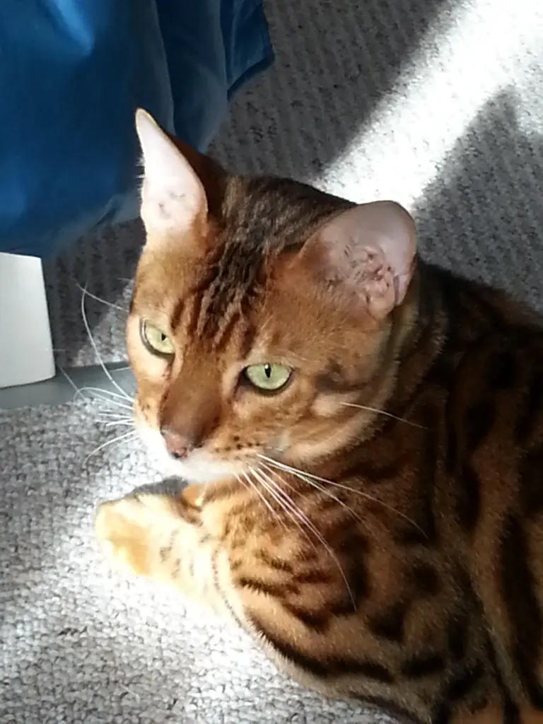 Bild von Dino of Gladmoor