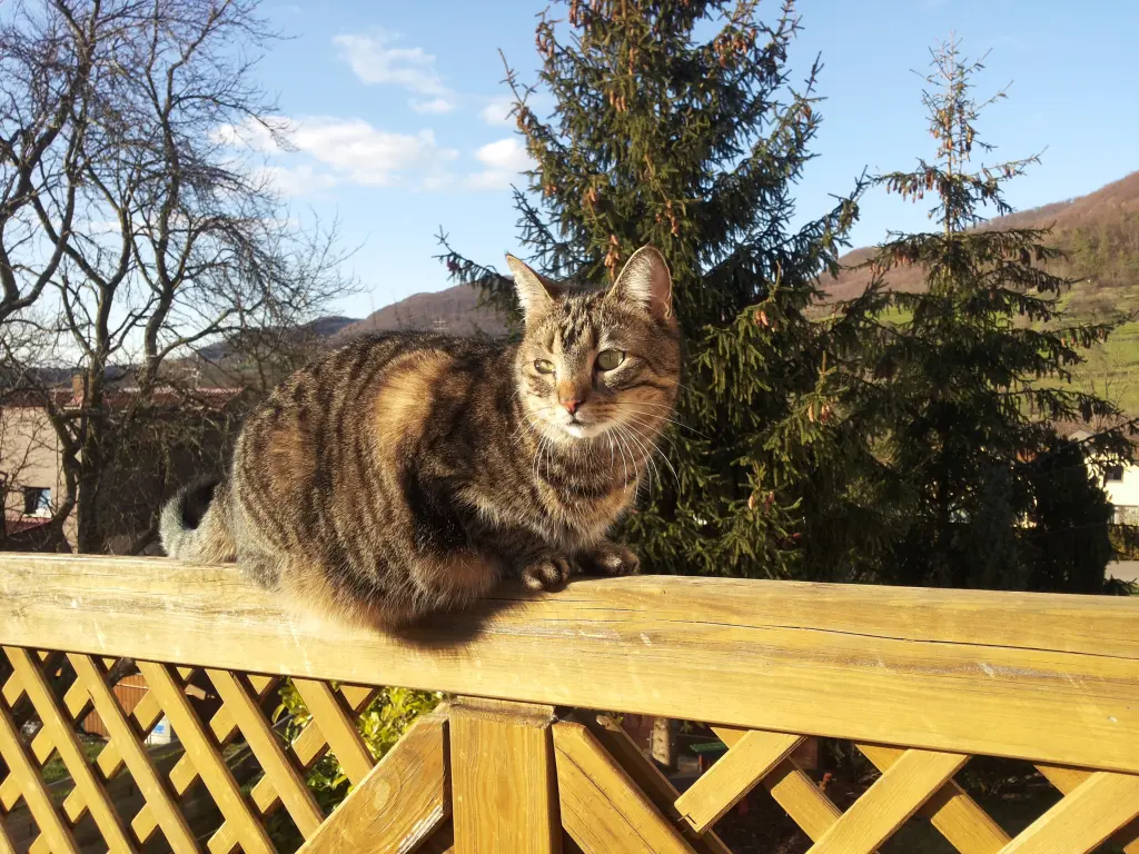 Image from Leni-Fliege