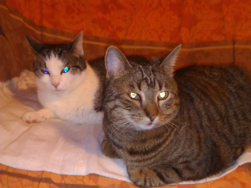 Image from Leni-Fliege