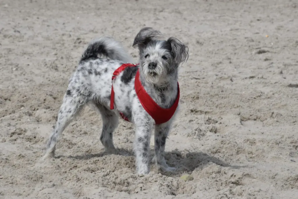 Andachtsbild von Regina mit Shila im Herzen ❤️