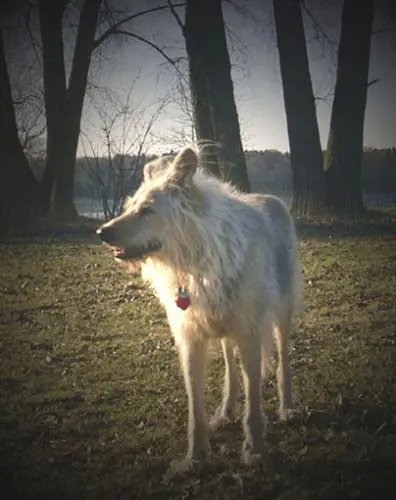 Image from BALOU