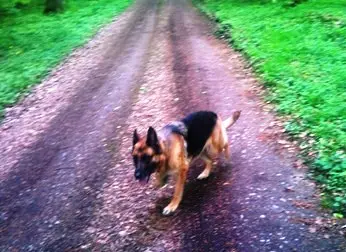 Image from Ronja