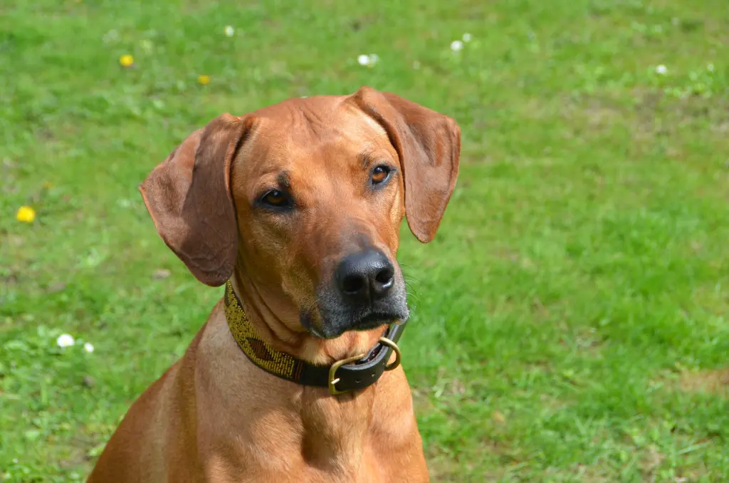 Image from Abuya Lara
