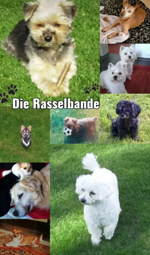 Condolence image of Die Rasselbande ❤️