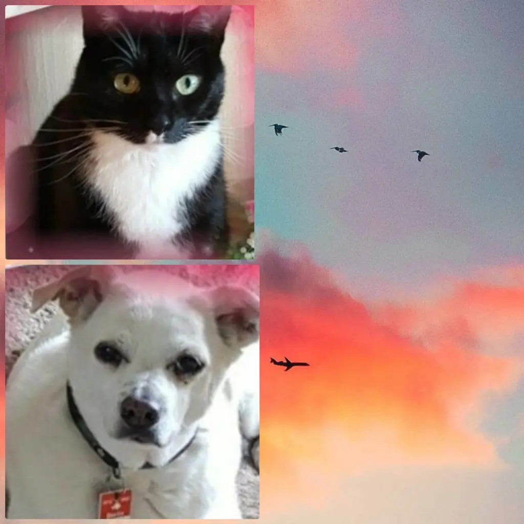 Condolence image of Silke mit Seelenhund Cassy und Katzendame Joyce tief im Herzen ❤