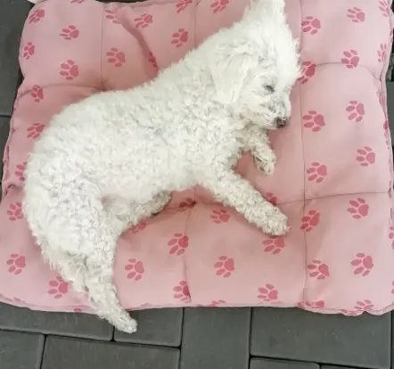 Condolence image of Snowy ❤️