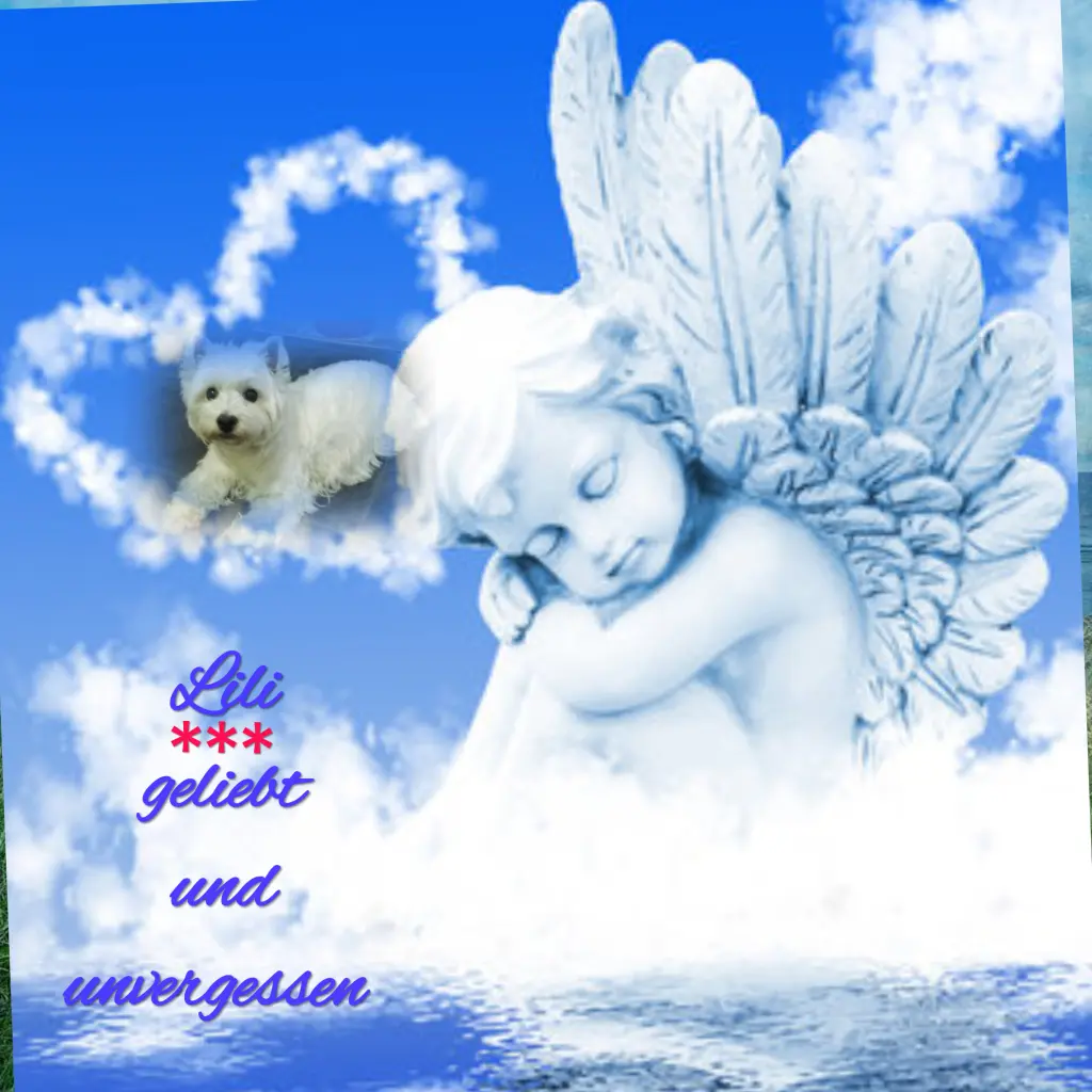 Condolence image of Gaby mit Snowy* im Herzen 