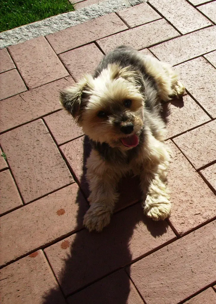 Condolence image of Buffy ❤️ für Lili ♥️