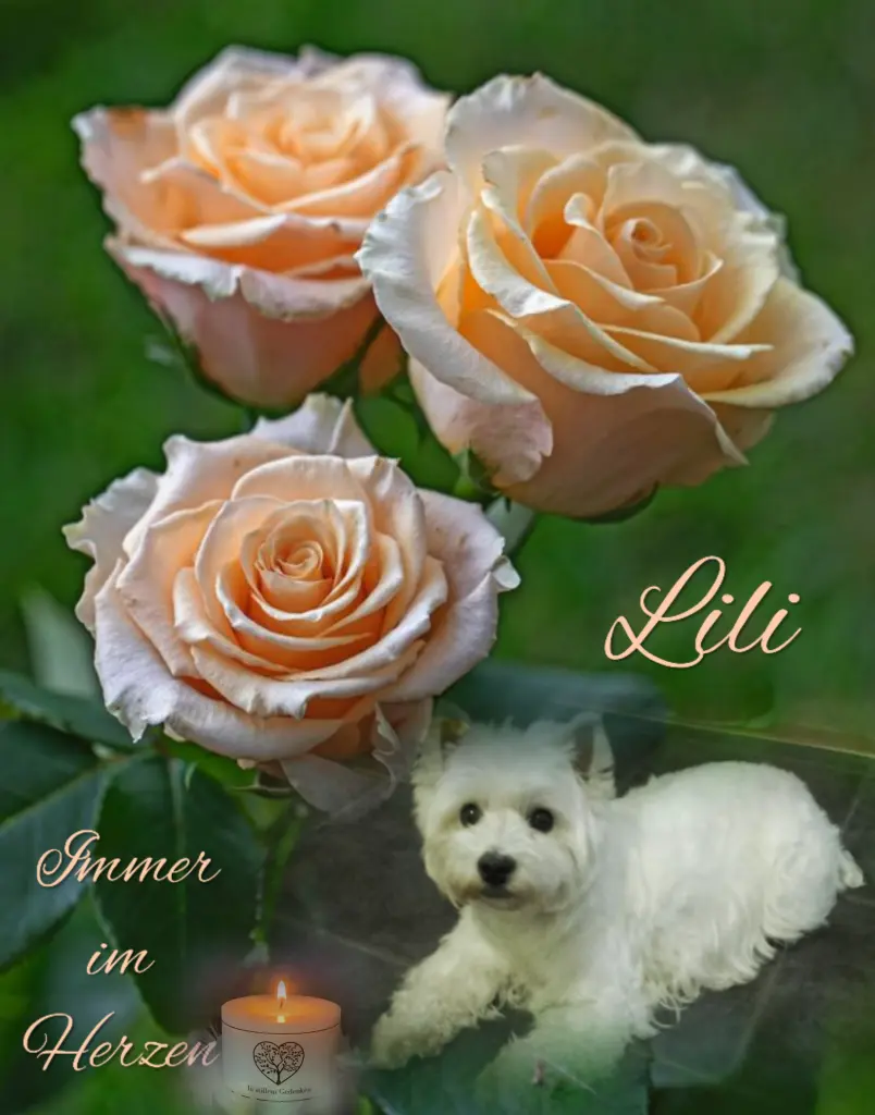 Condolence image of Immer im Herzen ❤️