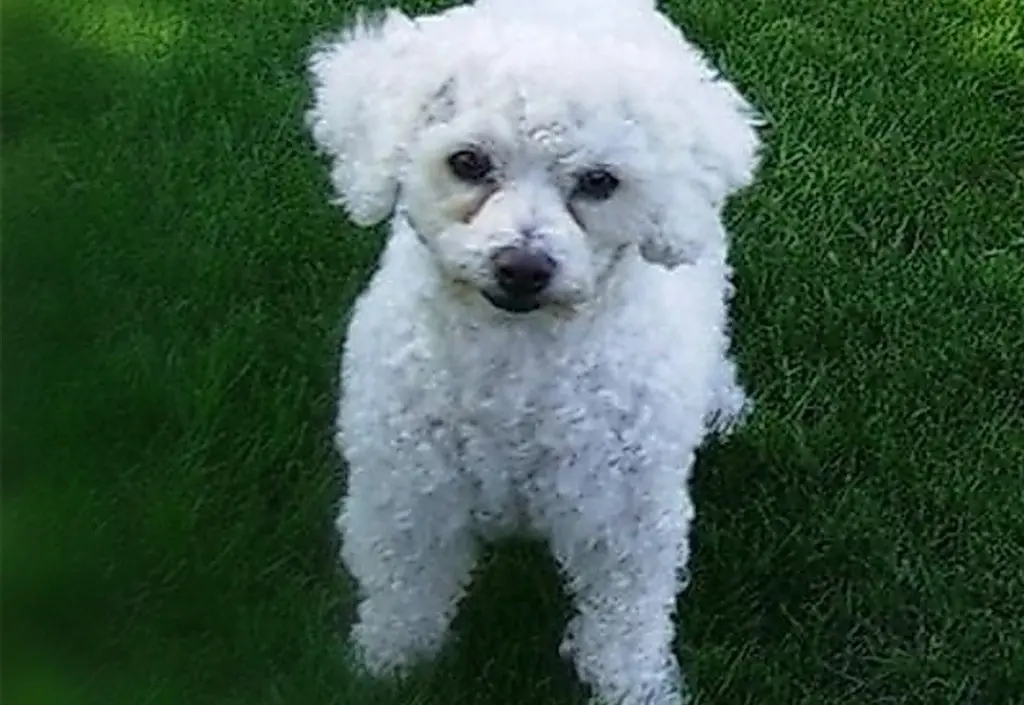Condolence image of Snowy ❤️