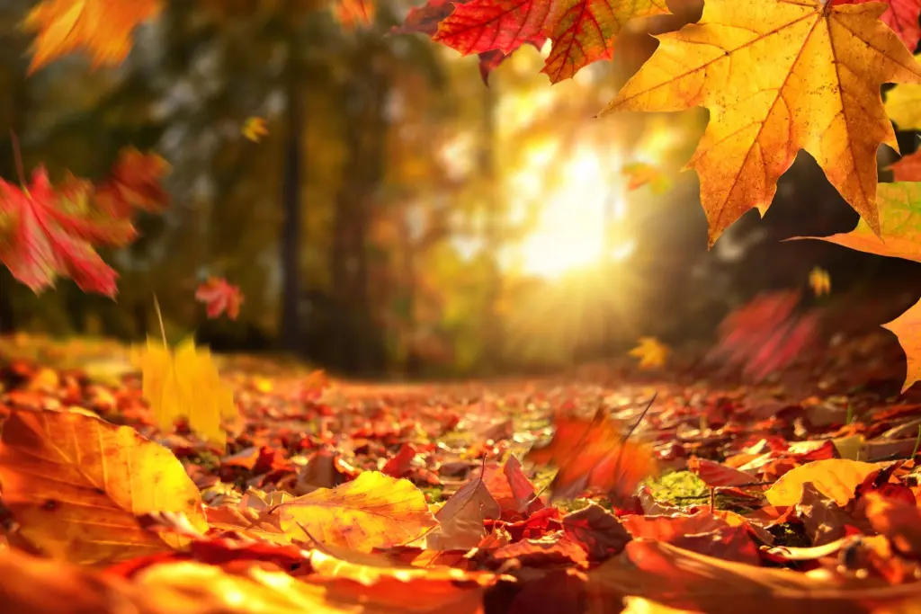 Condolence image of ❤️ Herbstsonne ❤️