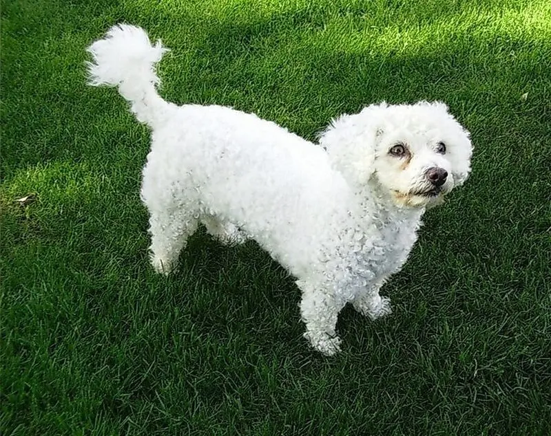 Condolence image of Snowy ♡