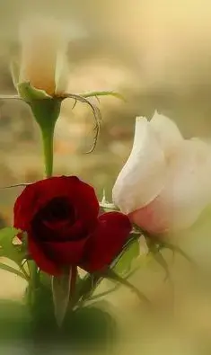Condolence image of In Gedanken♡verbunden🌹 Gaby mit ♡☙Snowy☙♡