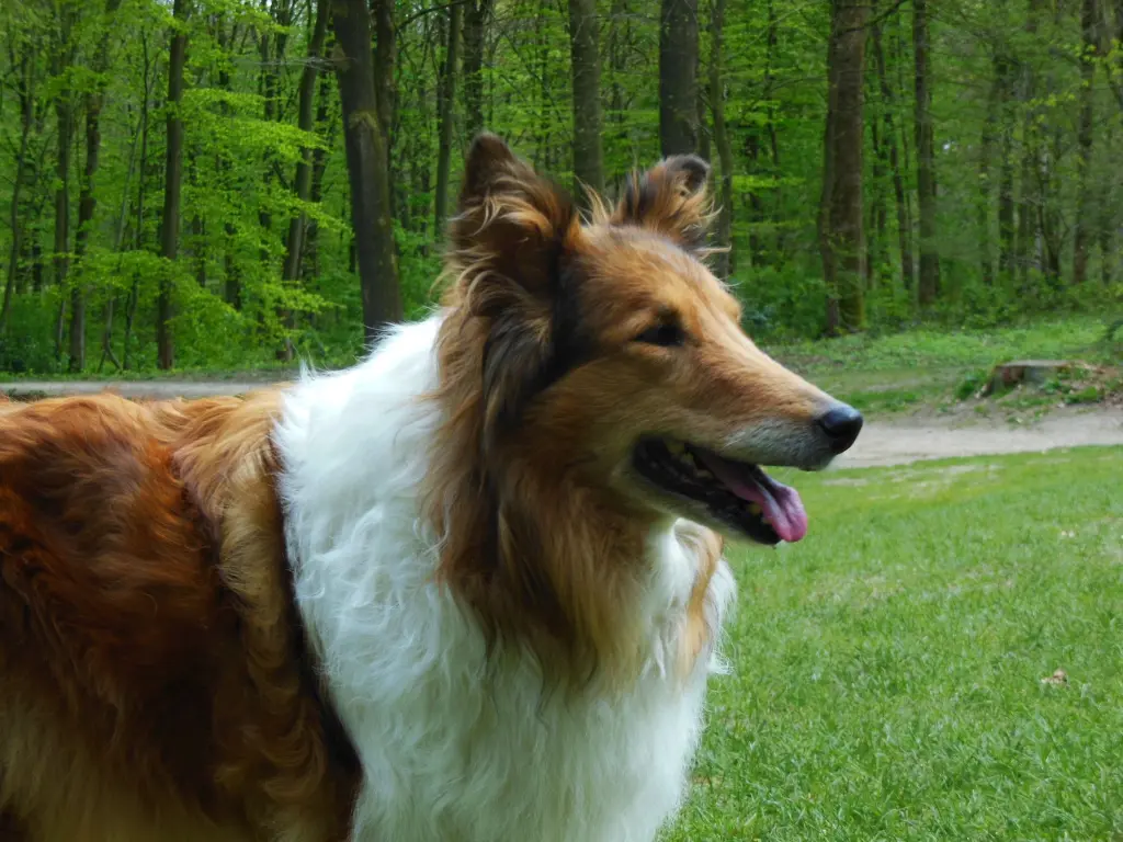 Andachtsbild von Irm