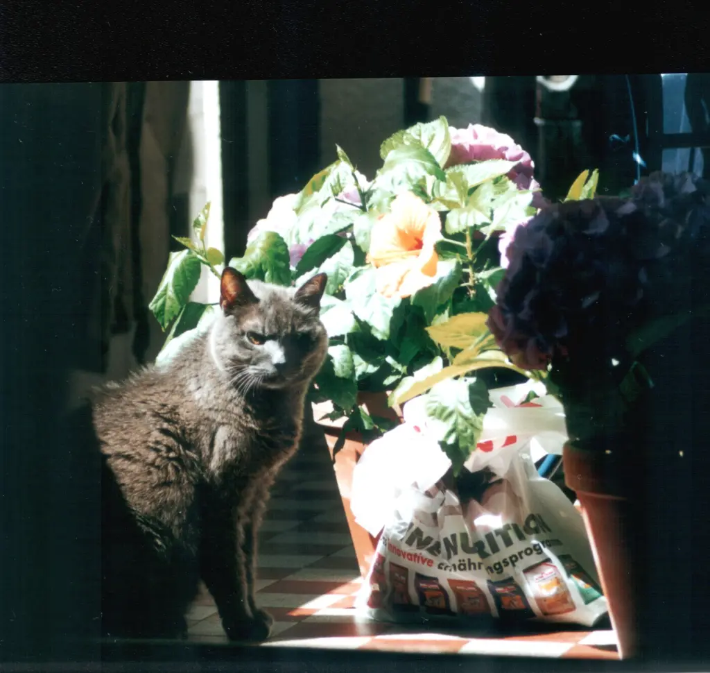 Condolence image of Birgitt mit Dinah,Püppi,Bonny,Cindy,Miez