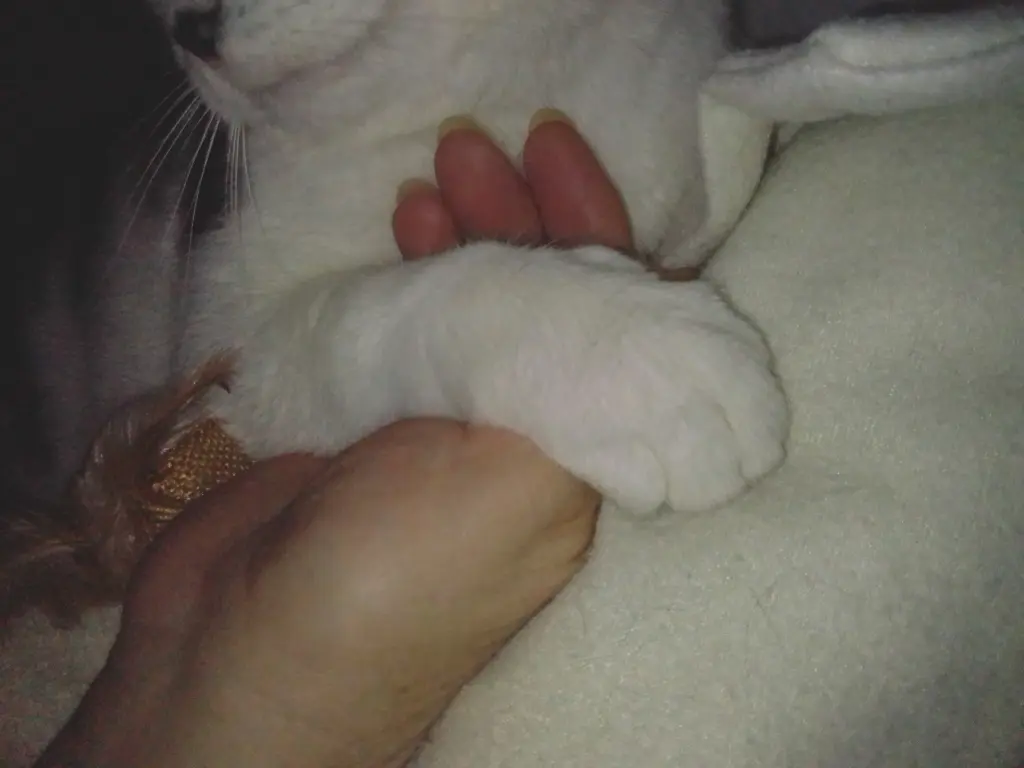 Andachtsbild von Unbekannt