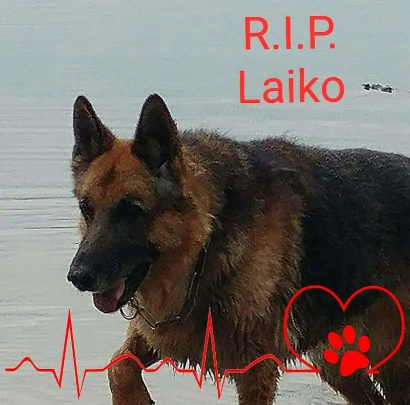 Condolence image of Saskia Vock