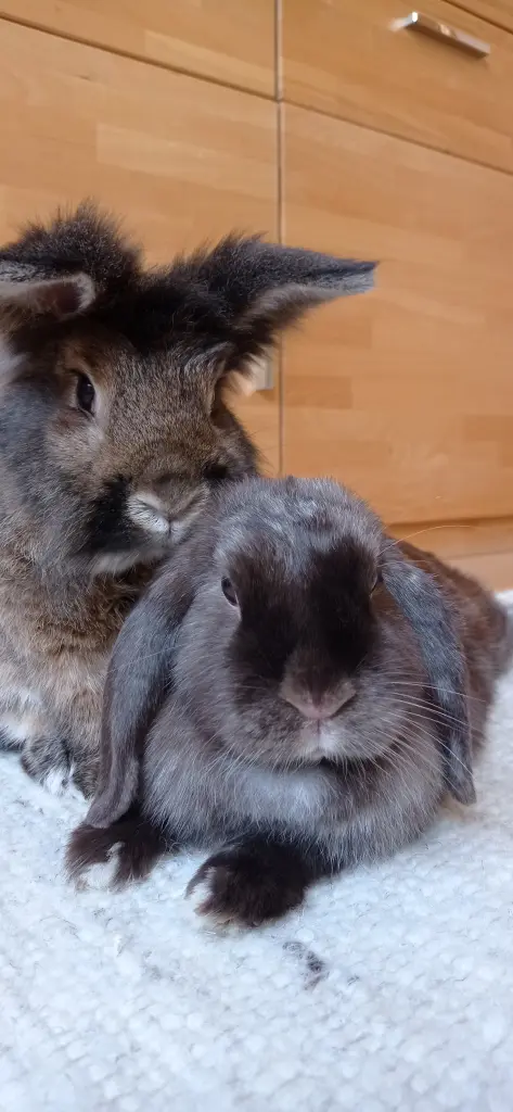 Andachtsbild von Jean, Erbse und Lars