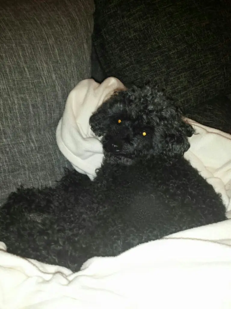 Image from Blacky