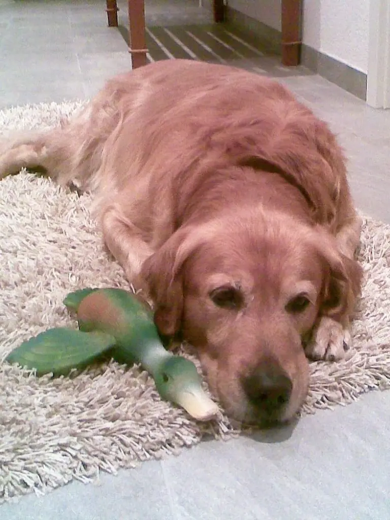Condolence image of Micha