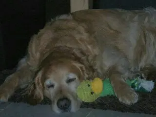 Condolence image of Micha mit Cäsar im Herzen