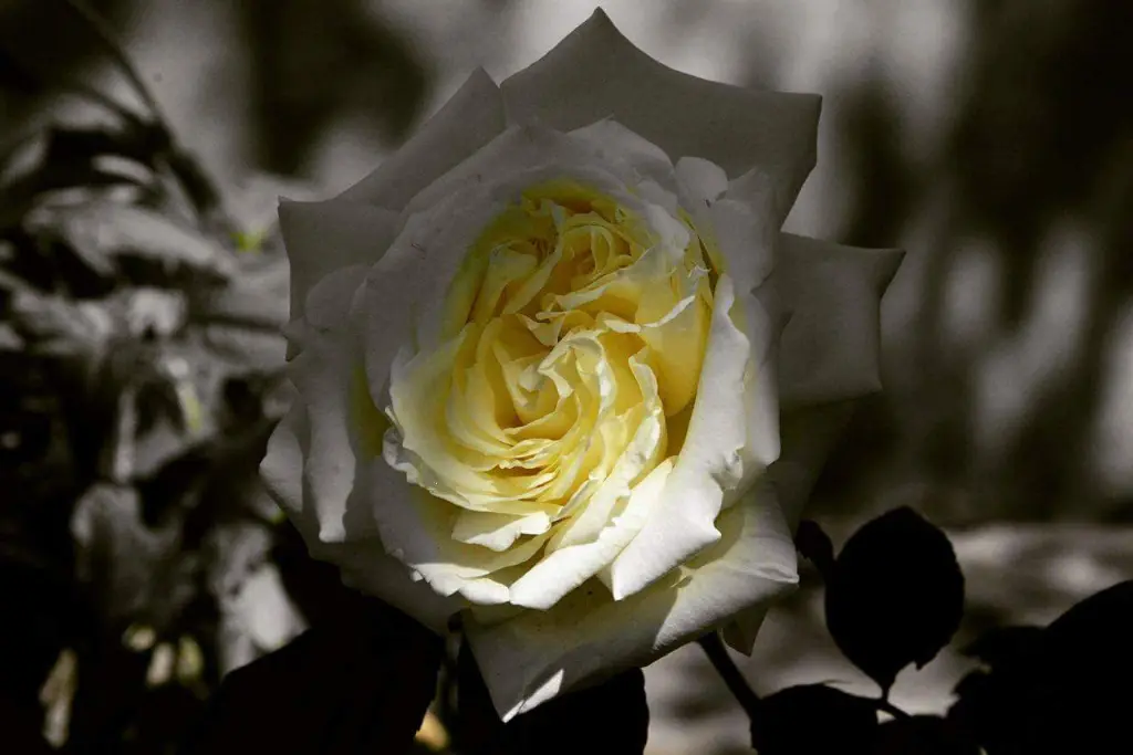 Andachtsbild von Victoria