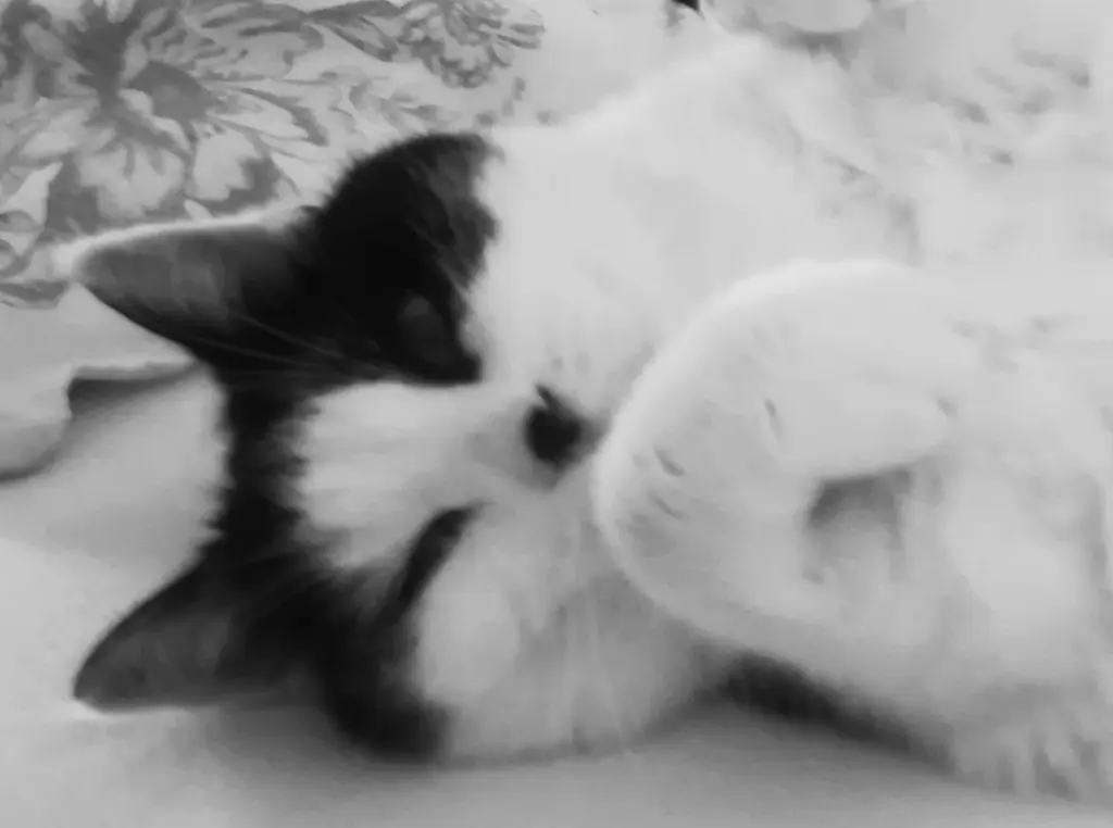 Andachtsbild von Edith