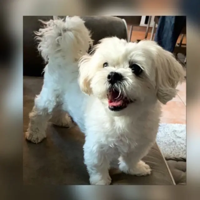 Andachtsbild von Susanne mit Dusty