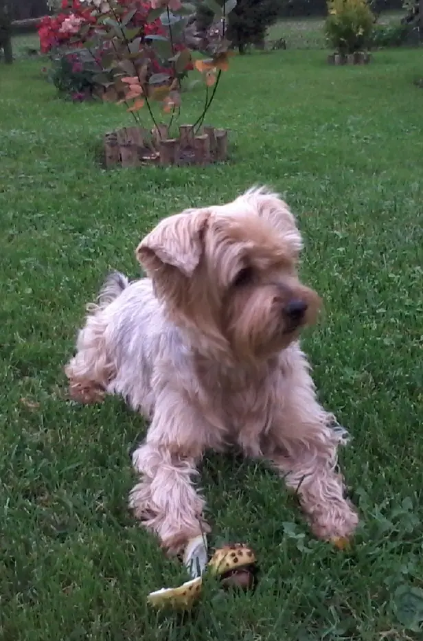 Condolence image of Ewa & Krzysztof mit Jacki tief im Herzen ❤