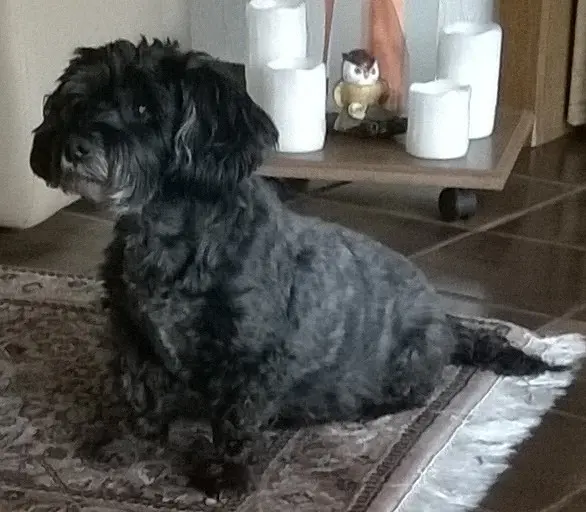 Condolence image of Elke und Horst mit Fiby (+30.09.2020) ❤️