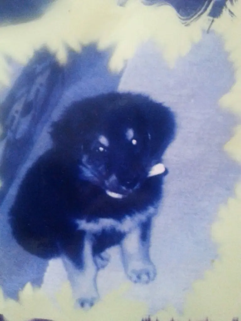 Image from Gismo