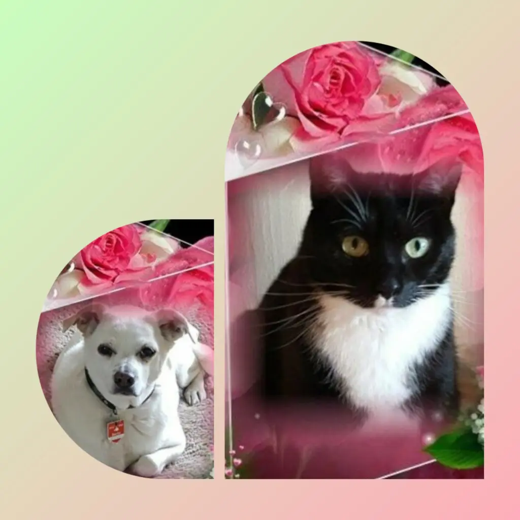 Andachtsbild von Silke mit Seelenhund Cassy  und Katzendame Joyce tief im Herzen ❤