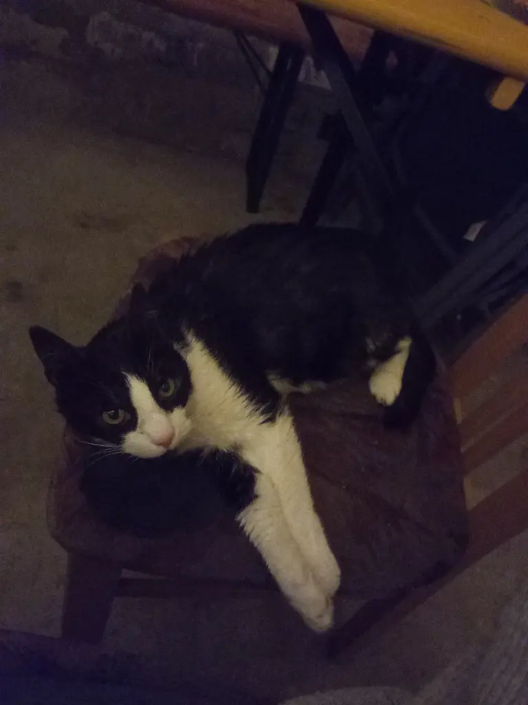 Bild von Merlin