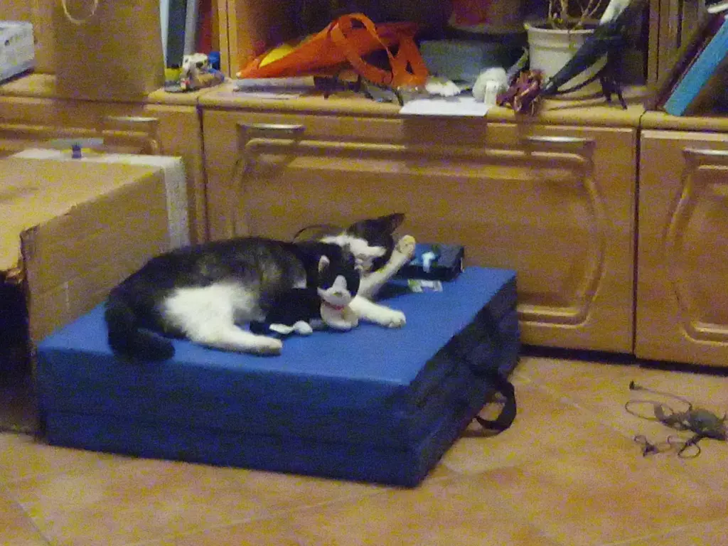 Bild von Merlin
