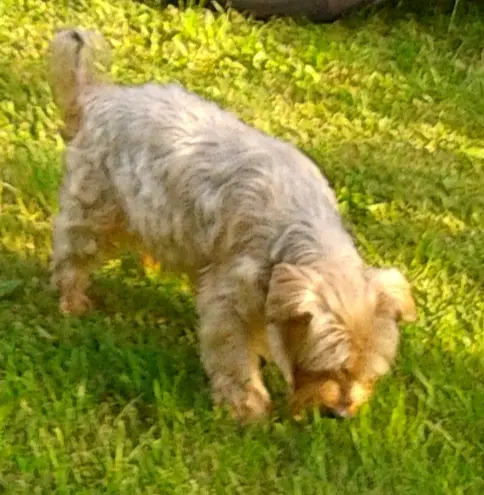 Andachtsbild von Ewa & Krzysztof mit Jacki tief im Herzen❤