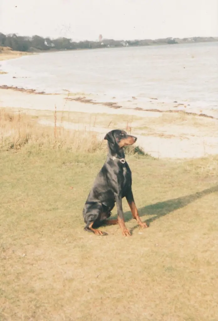 Image from Anubis (Nubi)
