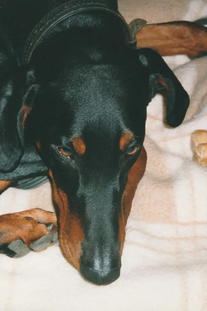 Image from Anubis (Nubi)