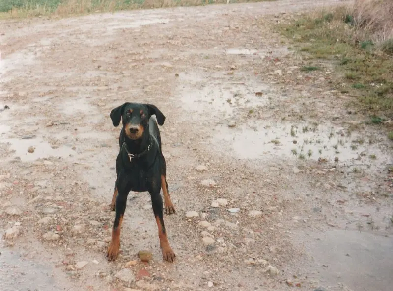 Image from Anubis (Nubi)