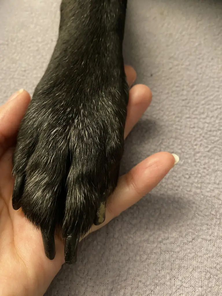 Andachtsbild von Sabrina